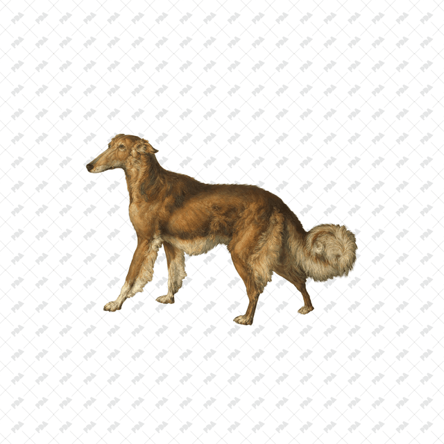 صور كرتونية للكلاب والقطط - العمارة الرقمية الحديثة - موارد مجانية وبأسعار معقولة للمهندسين المعماريين