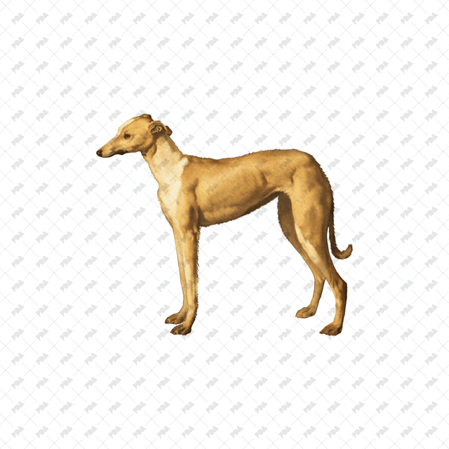 صور كرتونية للكلاب والقطط - العمارة الرقمية الحديثة - موارد مجانية وبأسعار معقولة للمهندسين المعماريين