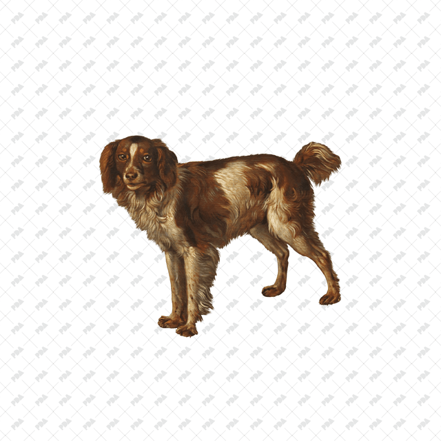 صور كرتونية للكلاب والقطط - العمارة الرقمية الحديثة - موارد مجانية وبأسعار معقولة للمهندسين المعماريين