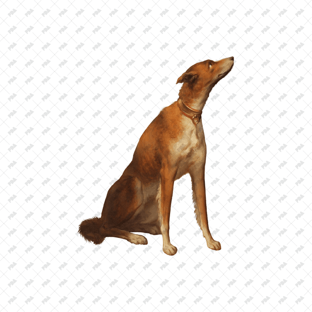 صور كرتونية للكلاب والقطط - العمارة الرقمية الحديثة - موارد مجانية وبأسعار معقولة للمهندسين المعماريين