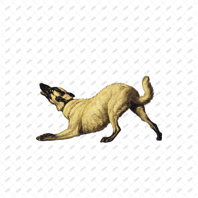 صور كرتونية للكلاب والقطط - العمارة الرقمية الحديثة - موارد مجانية وبأسعار معقولة للمهندسين المعماريين