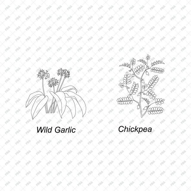CAD & Vector Vegetable Plants Multi-Pack - Post Digital Architecture — Free and Affordable Resources for Architects
