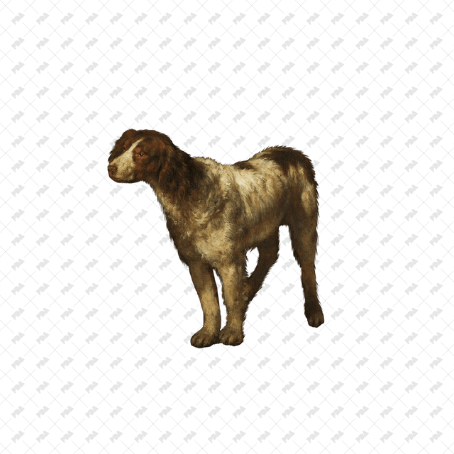 صور كرتونية للكلاب والقطط - العمارة الرقمية الحديثة - موارد مجانية وبأسعار معقولة للمهندسين المعماريين