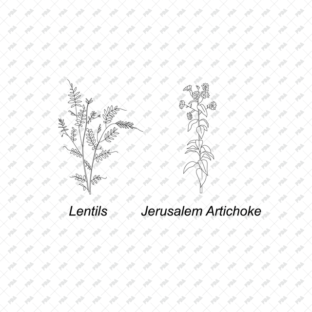 CAD & Vector Vegetable Plants Multi-Pack - Post Digital Architecture — Free and Affordable Resources for Architects