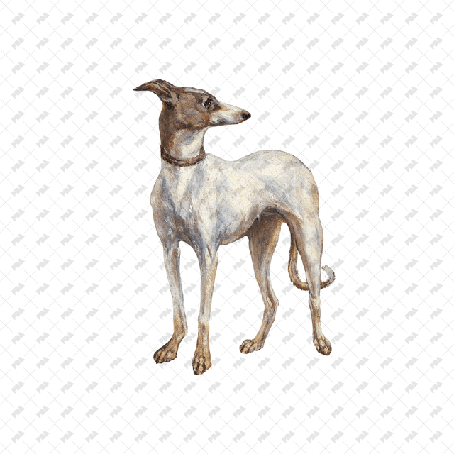 صور كرتونية للكلاب والقطط - العمارة الرقمية الحديثة - موارد مجانية وبأسعار معقولة للمهندسين المعماريين