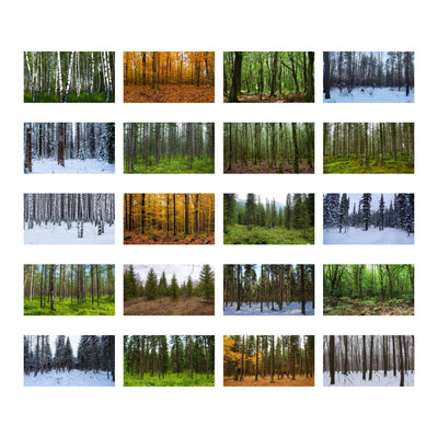 Forest Backgrounds Set