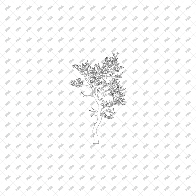 CAD & Vector Tree Illustrations for Architectural Drawings