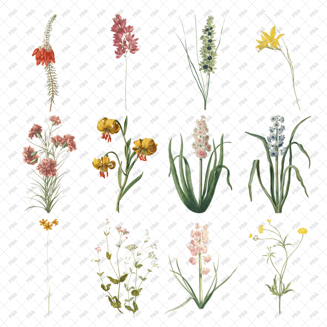 PNG Cutout Flowers for Collages - Post Digital Architecture — Free and Affordable Resources for Architects