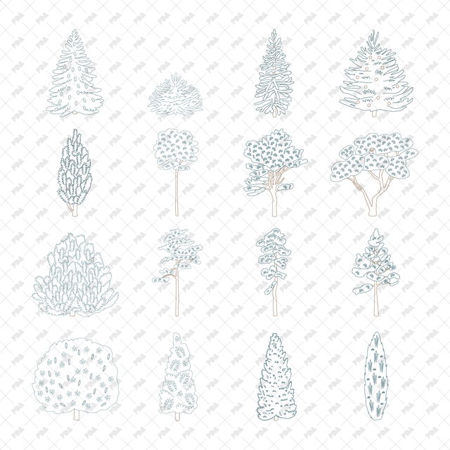 CAD Vector PNG Coniferous Trees