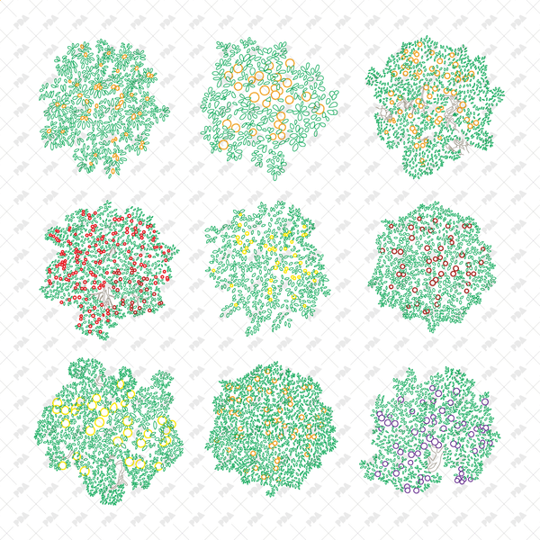 CAD, Vector, PNG Fruit Trees in Color and B/W (Top View)