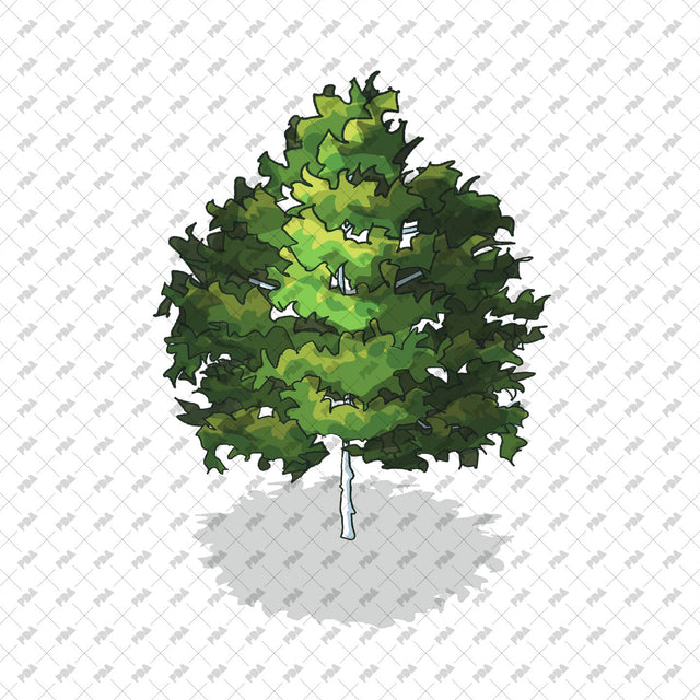Isometric Hand Drawn Trees - Post Digital Architecture — Free and Affordable Resources for Architects