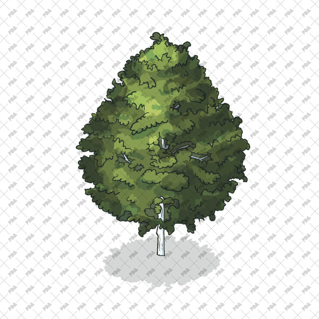 Isometric Hand Drawn Trees - Post Digital Architecture — Free and Affordable Resources for Architects