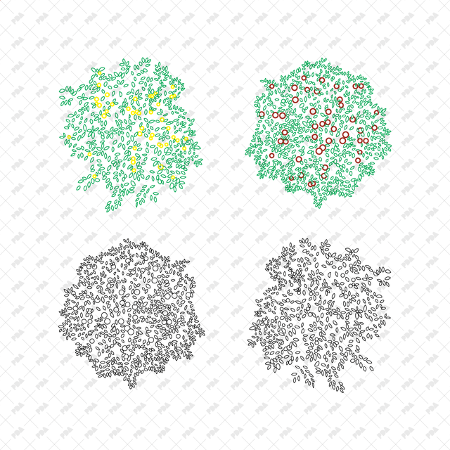 CAD, Vector, PNG Fruit Trees in Color and B/W (Top View) - Post Digital Architecture — Free and Affordable Resources for Architects