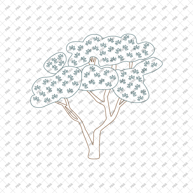 CAD Vector PNG Coniferous Trees