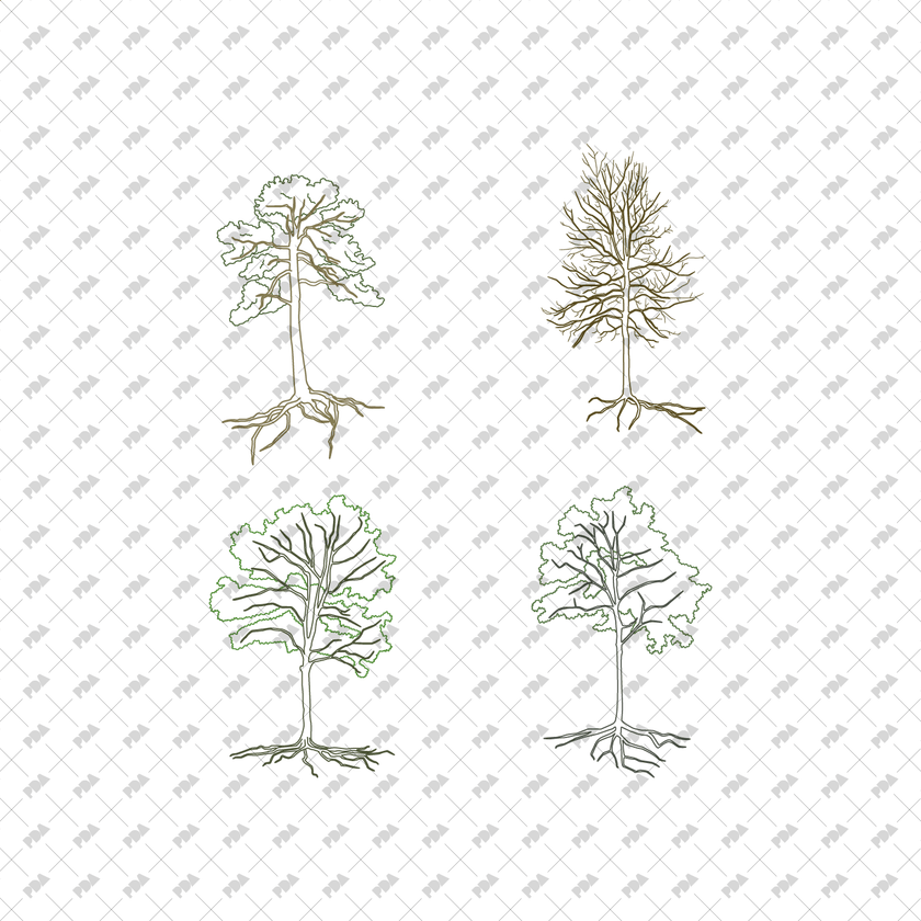 Tree Roots Vector Plan View CAD, Vector Trees with Roots in Color and B/W