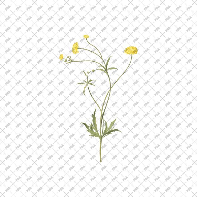 PNG Cutout Flowers for Collages - Post Digital Architecture — Free and Affordable Resources for Architects