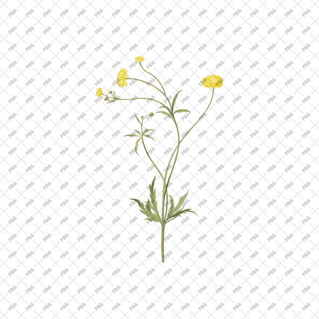 PNG Cutout Flowers for Collages - Post Digital Architecture — Free and Affordable Resources for Architects