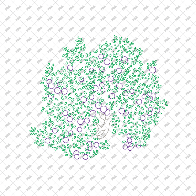 CAD, Vector, PNG Fruit Trees in Color and B/W (Top View) - Post Digital Architecture — Free and Affordable Resources for Architects