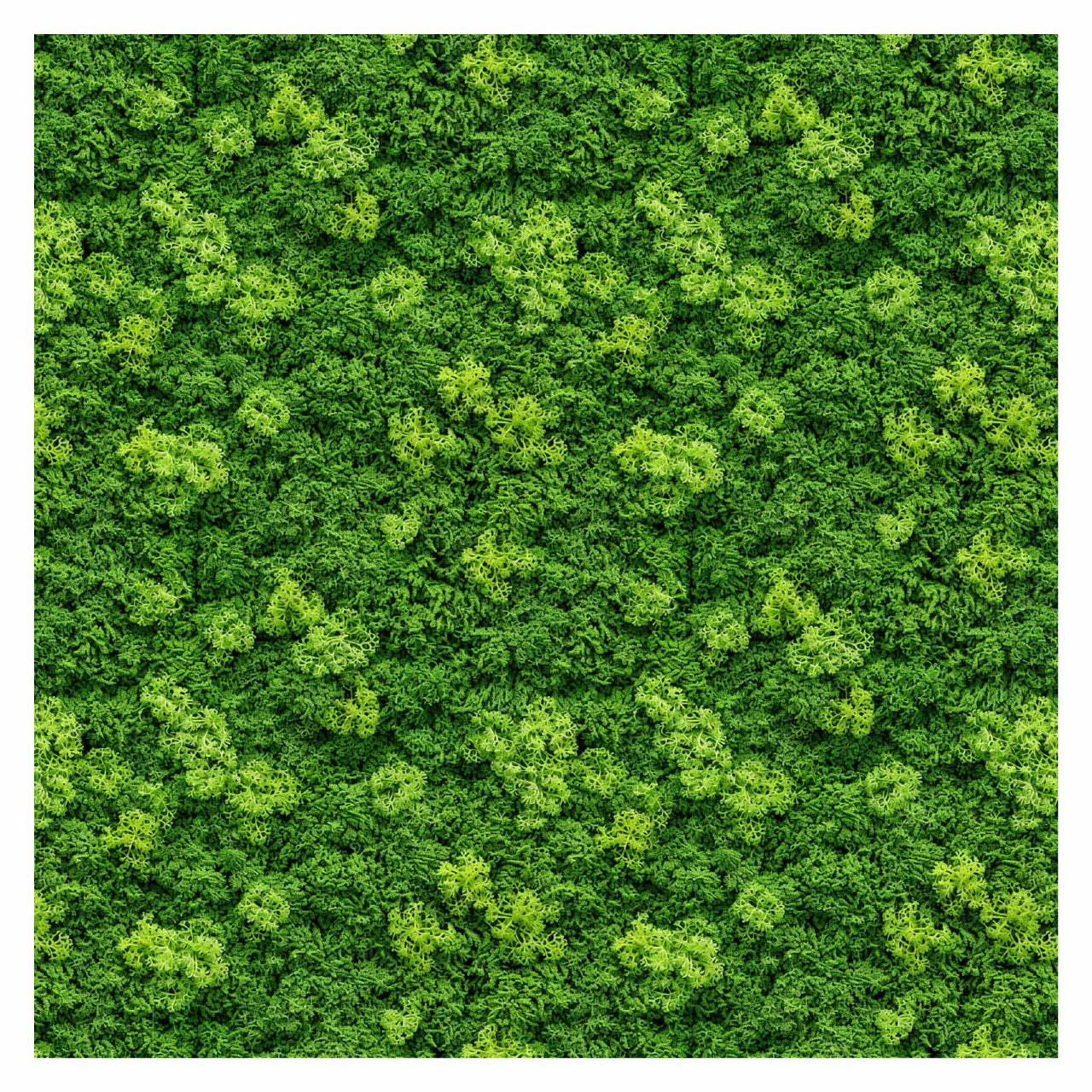 Moss Pattern Pat Pattern Library - Seamless Moss Textures