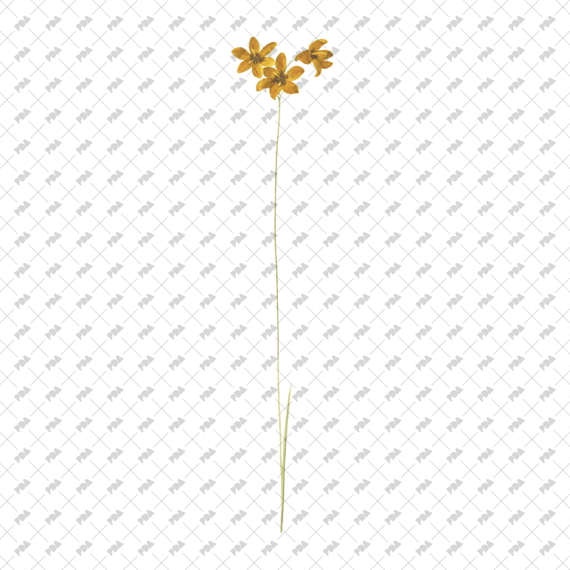 PNG Cutout Flowers for Collages - Post Digital Architecture — Free and Affordable Resources for Architects