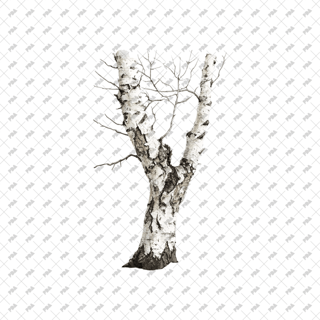 PNG Watercolor Dead Trees - Post Digital Architecture — Free and Affordable Resources for Architects