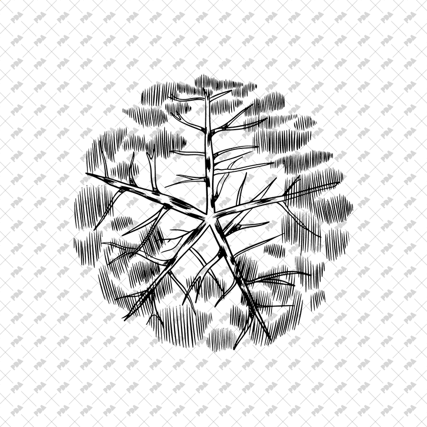 顶视图集中的矢量、 PNG 手绘树