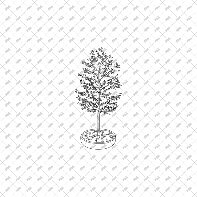 CAD, Vector, PNG Isometric Trees in Planters - Post Digital Architecture — Free and Affordable Resources for Architects