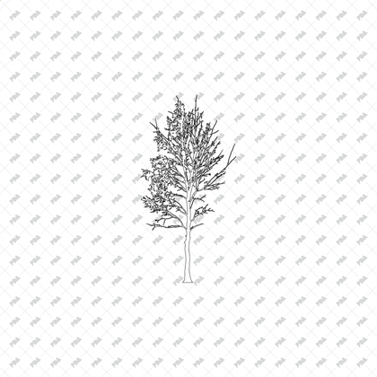 CAD & Vector Tree Illustrations for Architectural Drawings