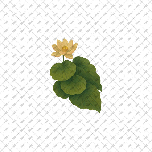 PNG Cutout Plants and Trees - Post Digital Architecture — Free and Affordable Resources for Architects