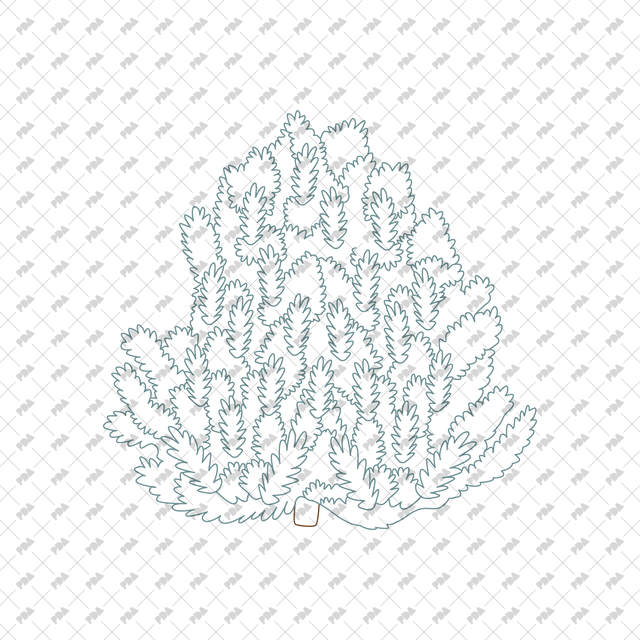 CAD Vector PNG Coniferous Trees - Post Digital Architecture — Free and Affordable Resources for Architects