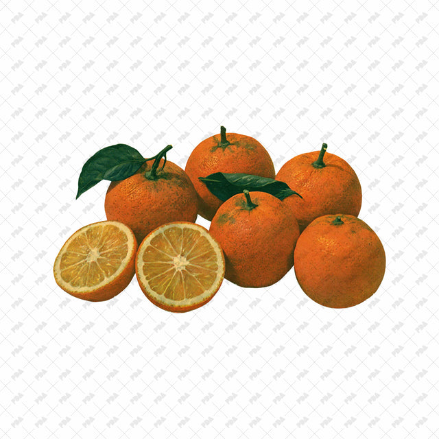 PNG Post Digital Collage Fruit Cutouts - Post Digital Architecture — Free and Affordable Resources for Architects