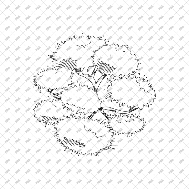 Vector, PNG Hand Drawn Trees in Top View Set - Post Digital Architecture — Free and Affordable Resources for Architects