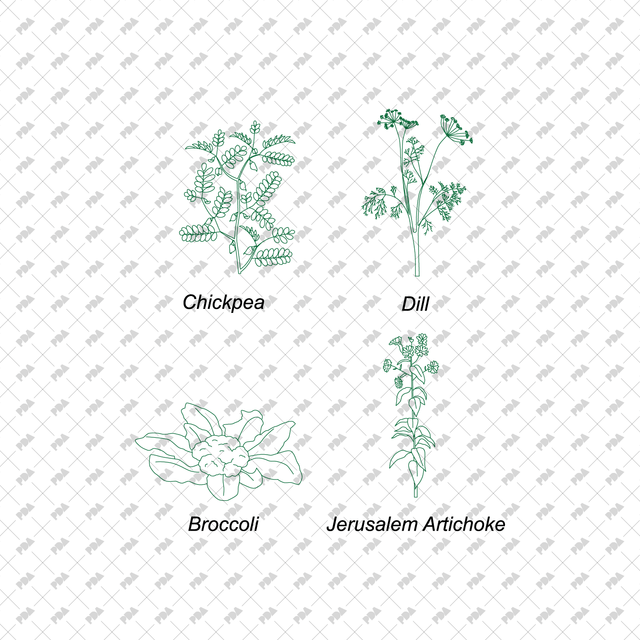 CAD Vector Vegetable Plants Multi-Pack - Post Digital Architecture — Free and Affordable Resources for Architects