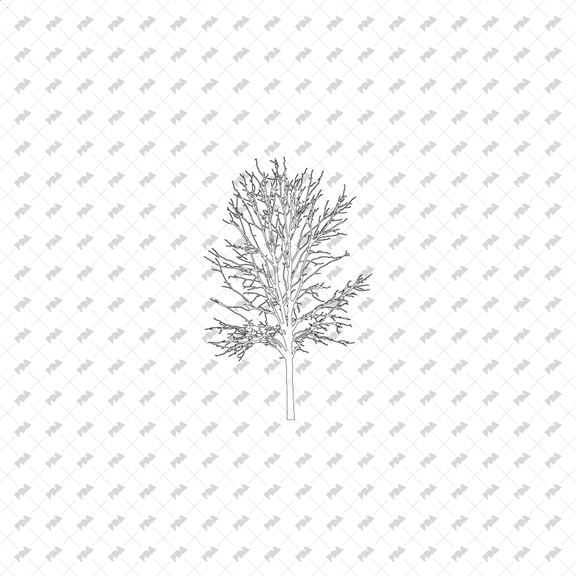 CAD & Vector Tree Illustrations for Architectural Drawings