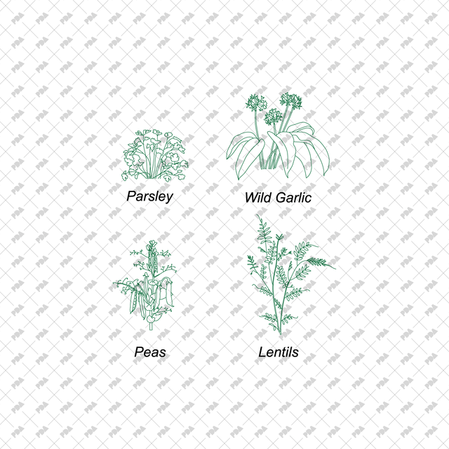 CAD Vector Vegetable Plants Multi-Pack - Post Digital Architecture — Free and Affordable Resources for Architects