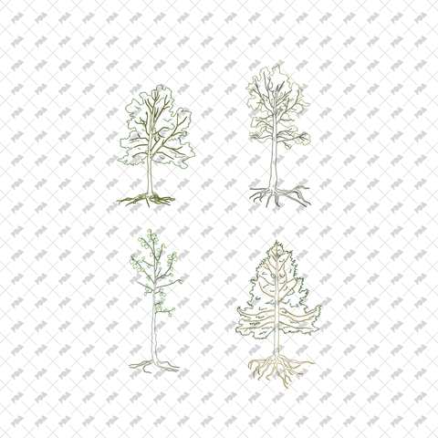 Tree Roots Vector Plan View CAD, Vector Trees with Roots in Color and B/W