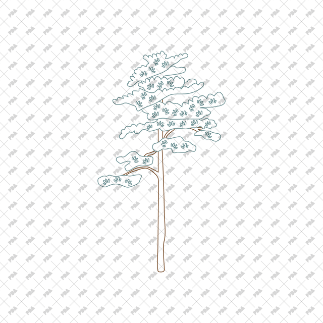 Hand Drawn Coniferous Trees (Side view) – Post Digital