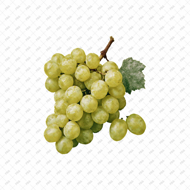 PNG Post Digital Collage Fruit Cutouts - Post Digital Architecture — Free and Affordable Resources for Architects