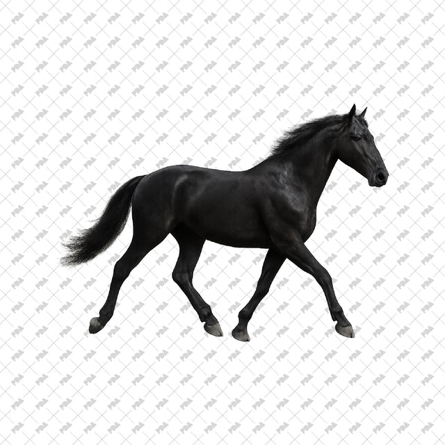 PNG Cutout Horses - Post Digital Architecture — Free and Affordable Resources for Architects
