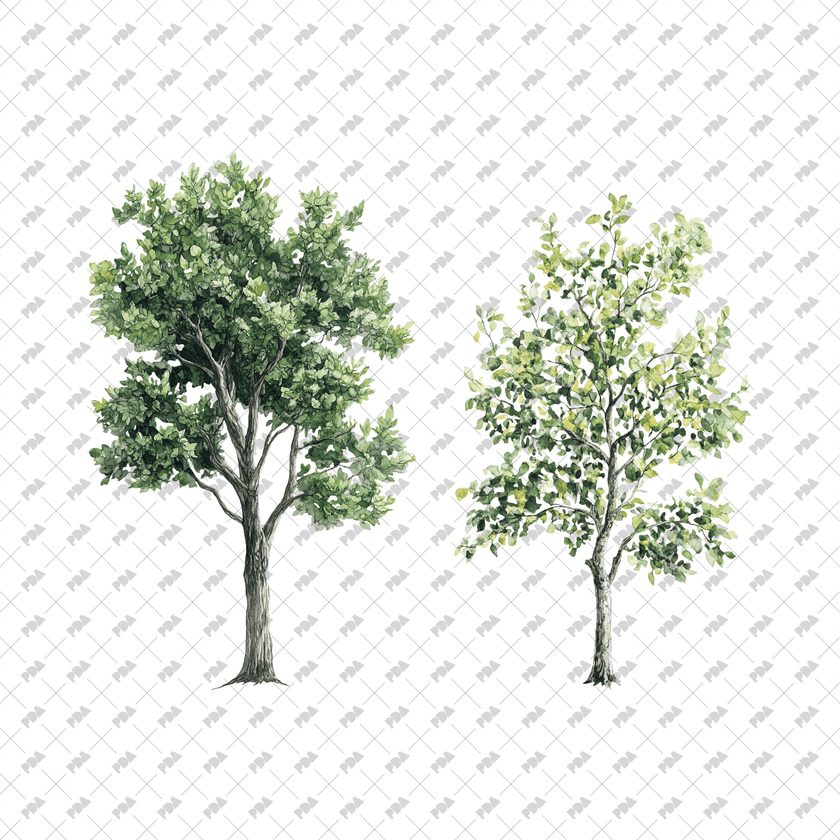 Watercolor Trees for Architectural Drawings