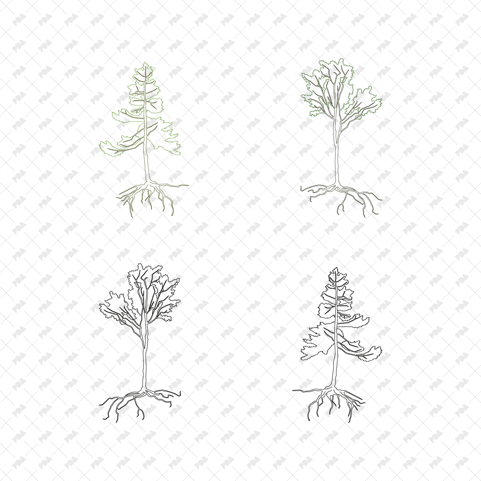 Pine Tree Roots Drawing Scots Pine Roots Art Print By Science Photo