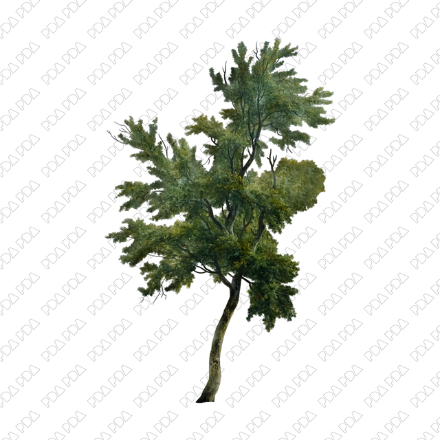 Artcutout Trees Multi-Pack (50 PNGs) - Post Digital Architecture — Free and Affordable Resources for Architects