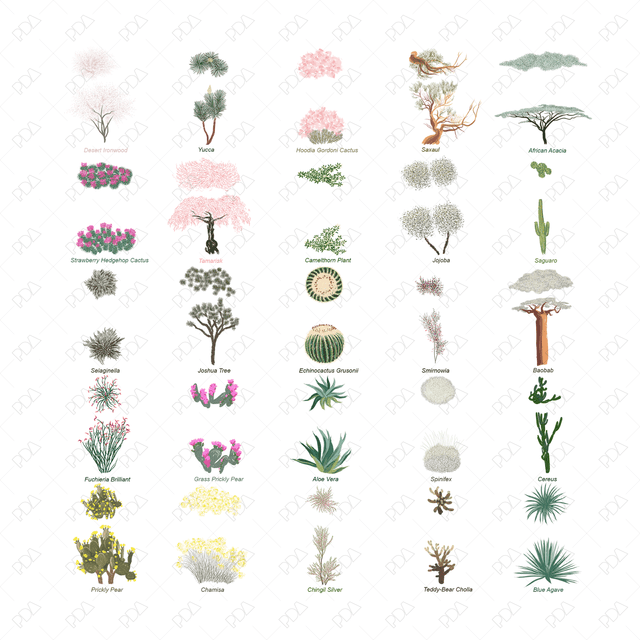 Vector & PNG Colorful Japanese Style Desert Plants (Topview + Sideview)