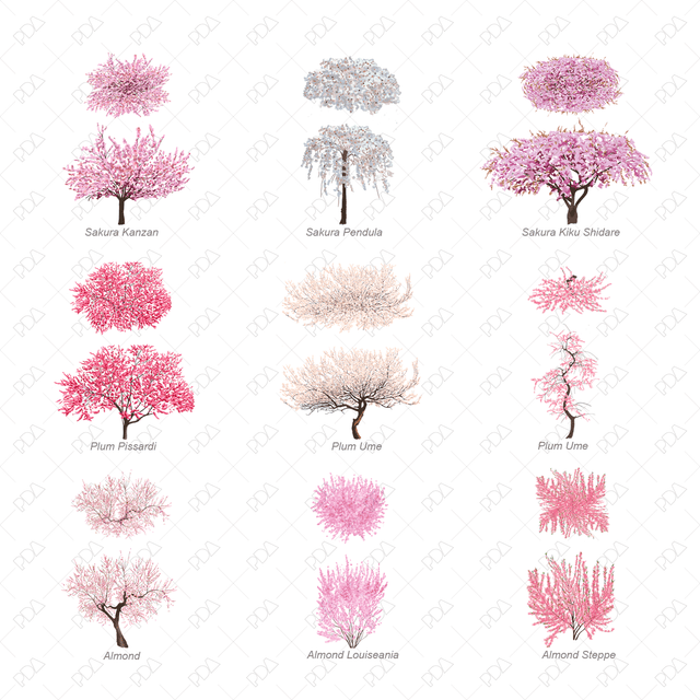 PNG Japanese Style Trees Multi-Pack 2 (Topview + Sideview) - Post Digital Architecture — Free and Affordable Resources for Architects