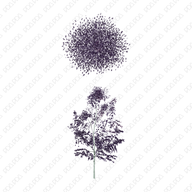 PNG Japanese Style Birch Trees (Topview + Sideview) - Post Digital Architecture — Free and Affordable Resources for Architects