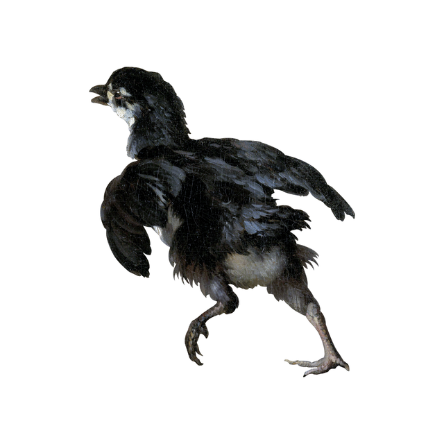 PNG Chicks by Melchior d'Hondecoeter Painter Set (FREE) - Post Digital Architecture — Free and Affordable Resources for Architects