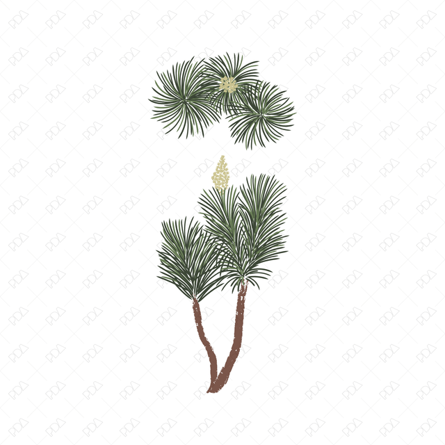 Vector & PNG Colorful Japanese Style Desert Plants (Topview + Sideview) - Post Digital Architecture — Free and Affordable Resources for Architects