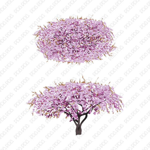 PNG Ornamental Trees - Sakura, Plum, Almond (Topview + Sideview)