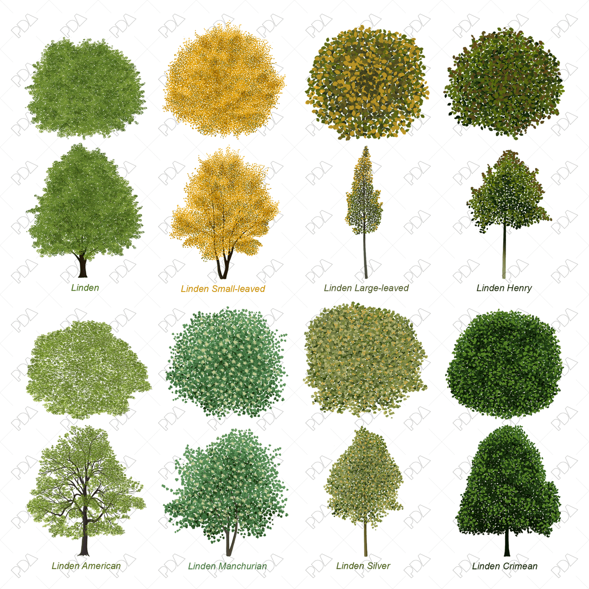 PNG Colorful Trees Multi-Pack | Top & Front Views