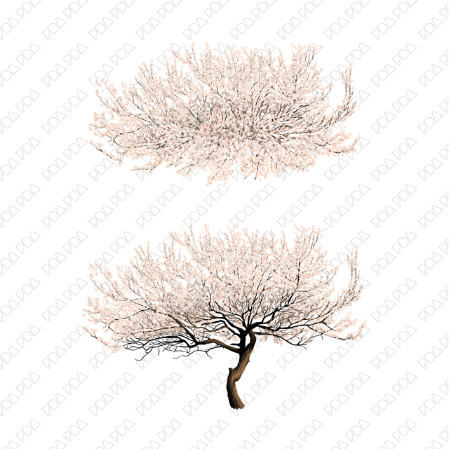 PNG Sakura, Plum, Almond in Top and Front Views - Post Digital Architecture — Free and Affordable Resources for Architects
